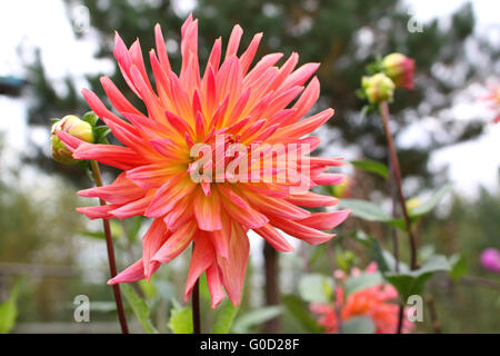 Rosa Art Dahlie Kaktusblüte im Sommergarten Stockfoto