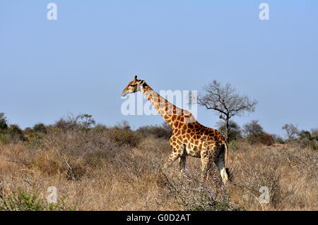 Weibliche Giraffe in Afrika mit einem Kalb. Stockfoto