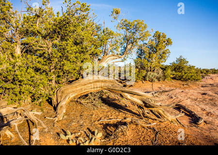 Eine alte knorrige Wacholder Baum in der Nähe von Navajo Monument Park utah Stockfoto