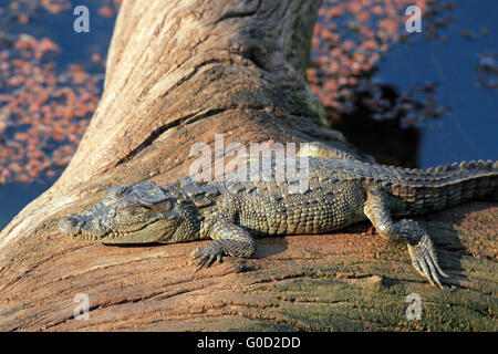 Baby-Krokodil Sonnenbaden Stockfoto