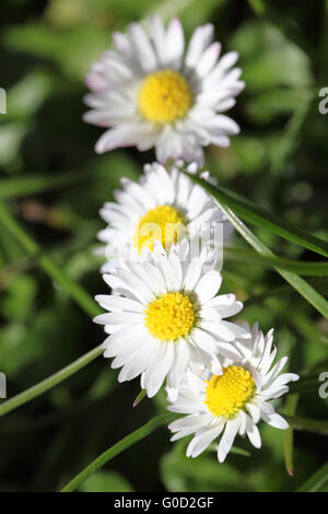 Gänseblümchen Stockfoto