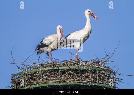 Weißstorch Zuchtpaar (Ciconia Ciconia) Stockfoto