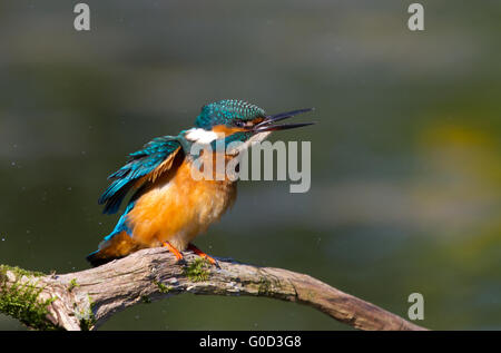 Kleiner Eisvogel Stockfoto