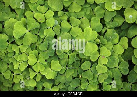 Blätter der gemeinsamen Sauerklee (Oxalis Acetosella). Stockfoto