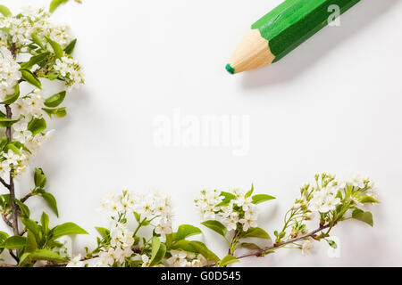 schönen Kirschblüten auf den Zweigen auf weißem Hintergrund mit grünen Bleistift Stockfoto