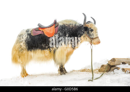 Yak mit Sattel stehen im Schnee ist isoliert auf weißem Hintergrund, Nahaufnahme Stockfoto