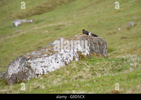 Schmarotzerraubmöwe, Eulen parasiticus in einem dunklen und weißen Morph sitzt auf einem Stein Stockfoto