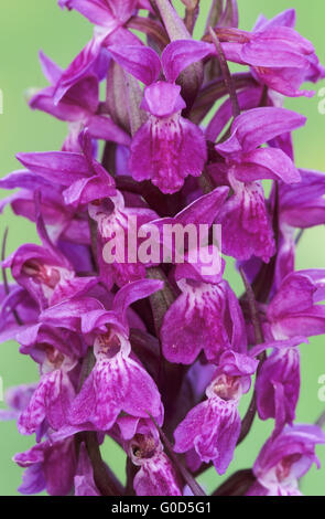 Western-Knabenkraut eine terrestrische eurasische Orchidee Stockfoto