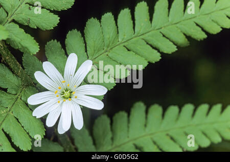 Größere Stitchwort ist eine wichtige Futterpflanze Stockfoto