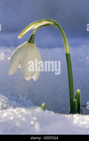 Schneeglöckchen blüht schon im Februar auch im Schnee Stockfoto