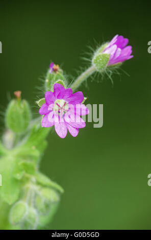 Dovesfoot Geranien blühen von Mai-Oktober Stockfoto