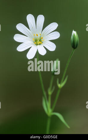 Größere Stitchwort ist eine wichtige Futterpflanze Stockfoto