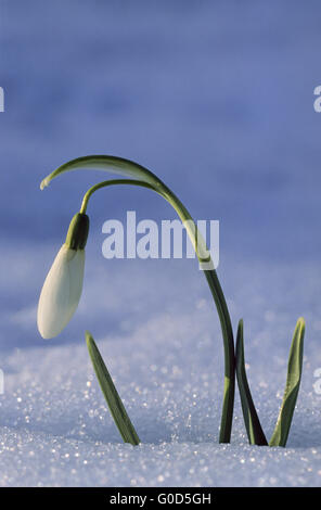 Schneeglöckchen blüht schon im Februar auch im Schnee Stockfoto