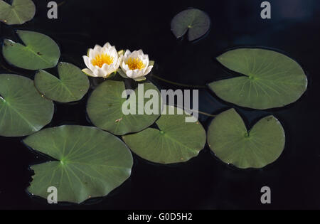 Zwerg-Seerose wächst in Wassertiefen von 30 bis 150cm Stockfoto