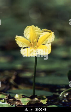 Wasser Fringe sind für den Einsatz in Wassergärten verkauft Stockfoto