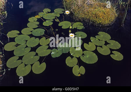 Zwerg-Seerose wächst in Wassertiefen von 30 bis 150cm Stockfoto