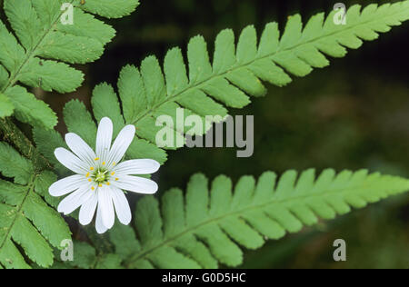 Größere Stitchwort ist eine wichtige Futterpflanze Stockfoto