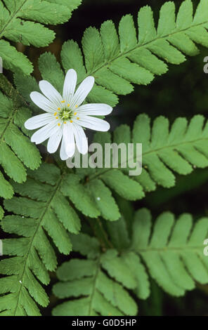 Größere Stitchwort ist eine wichtige Futterpflanze Stockfoto