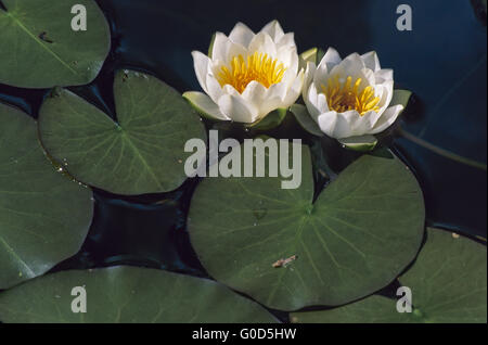 Zwerg-Seerose wächst in Wassertiefen von 30 bis 150cm Stockfoto