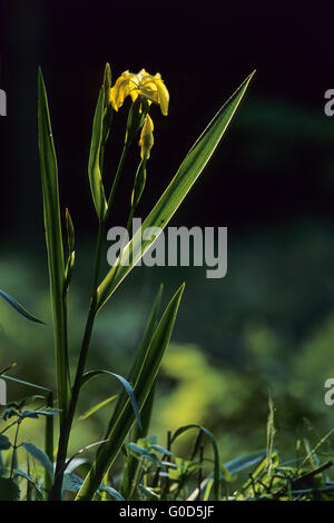 Gelbe Flagge diente als eine Wasseraufbereitung Stockfoto