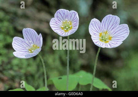 Holz-Sauerampfer Stockfoto