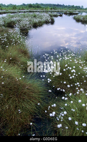 Grasbüschel Wollgras und Wolken reflektiert in einem See Stockfoto