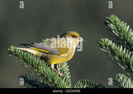 Grünfink-Männchen sitzt auf einem Ast Tanne Stockfoto