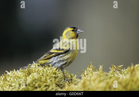 Erlenzeisig-Männchen sitzt auf einem Moos-pad Stockfoto