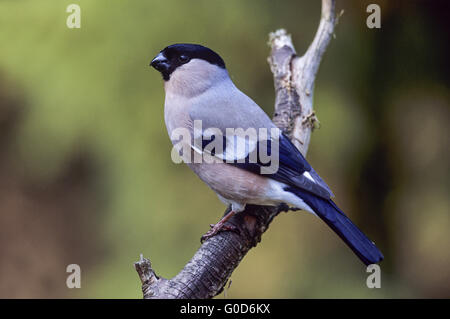 Gimpel erwachsenes Weibchen sitzt auf einem Ast Stockfoto