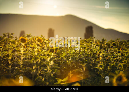 Feld von Sonnenblumen Stockfoto