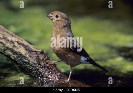 Gimpel junge trinkt Wasser an einem feuchten Ort Stockfoto