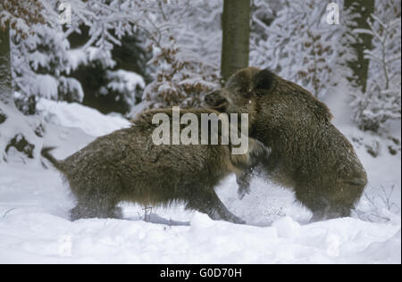 Jung-Wildschwein spielerisch kämpfen im Schnee Stockfoto