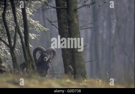 Mufflon Widder blickt auf den Fotografen Stockfoto