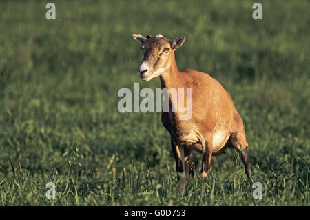 Mufflon Schaf beobachtet aufmerksam den Waldrand Stockfoto