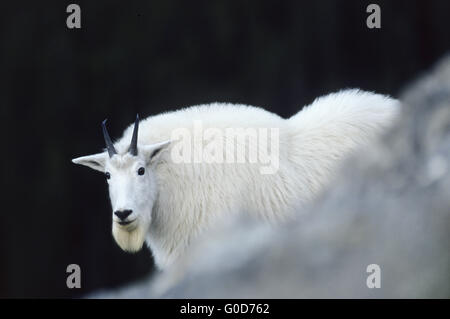 Bergziege Doe steht in einem Felsen Stockfoto