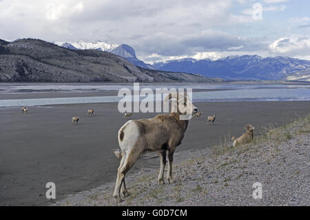 Bighorn Schafe auf einer Kiesbank in den Rocky Mountains Stockfoto