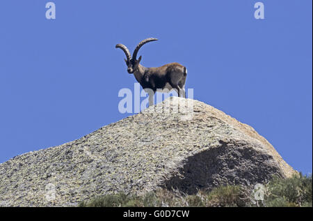 Iberischer Steinbock Bock steht auf einem Abri Stockfoto