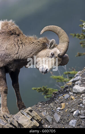 Bighorn Schafe Ram Pflege Stockfoto
