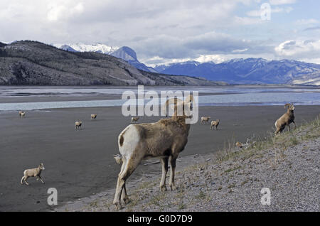 Bighorn Schafe auf einer Kiesbank in den Rocky Mountains Stockfoto