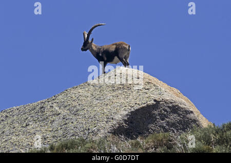 Iberischer Steinbock Bock steht auf einem Abri Stockfoto