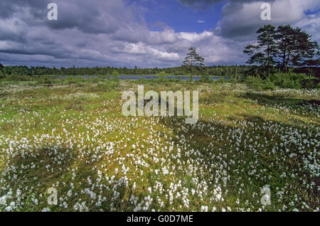 Wiese mit gemeinsamen Wollgras im grundlosen Moor Stockfoto