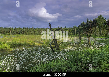 Wiese mit gemeinsamen Wollgras im grundlosen Moor Stockfoto