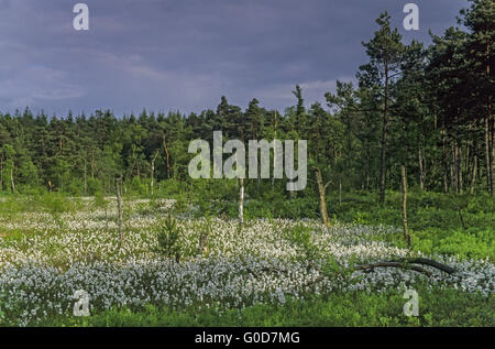 Wiese mit gemeinsamen Wollgras im grundlosen Moor Stockfoto