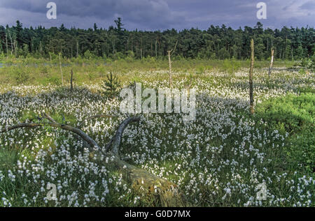 Wiese mit gemeinsamen Wollgras im grundlosen Moor Stockfoto