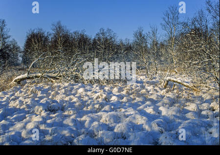 Silber-Birken in einem Schnee-bedeckten Moorlandschaft Stockfoto