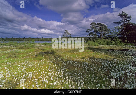 Wiese mit gemeinsamen Wollgras im grundlosen Moor Stockfoto