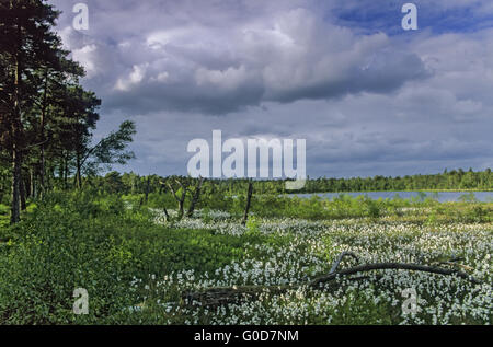 Wiese mit gemeinsamen Wollgras im grundlosen Moor Stockfoto