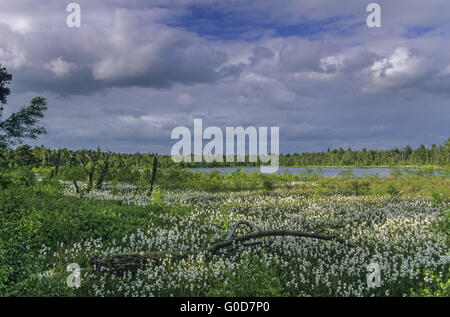 Wiese mit gemeinsamen Wollgras im grundlosen Moor Stockfoto