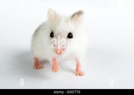 Artepithet Hamster Stockfoto