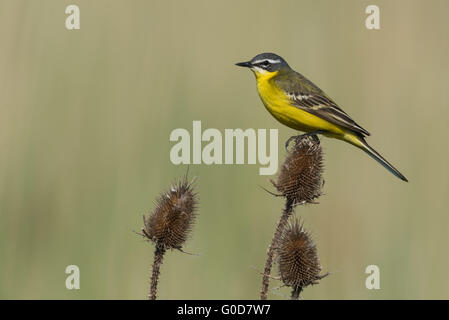 Bachstelze Ungarn Stockfoto